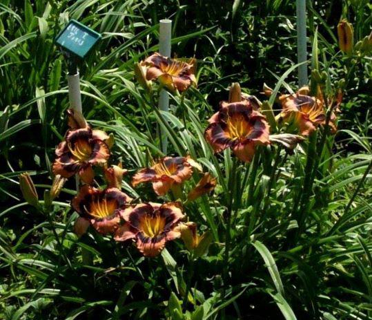 tennesienna clump